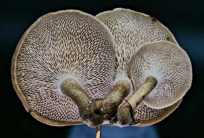 Lentinus arcularius – Weitlöcheriger Stielporling, arttypisch sind die großen, langgezogenen Poren