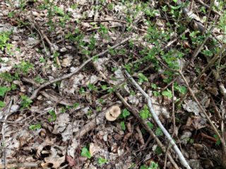 Lentinus arcularius &ndash; Weitl&ouml;cheriger Stielporling, eine typische Fundstelle