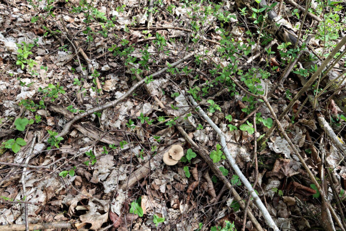 Lentinus arcularius – Weitlöcheriger Stielporling, eine typische Fundstelle