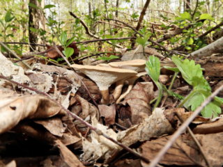 Lentinus arcularius &ndash; Weitl&ouml;cheriger Stielporling, Fundort ist Totholz in einem Mischwald