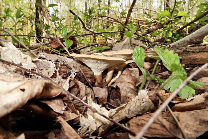 Lentinus arcularius – Weitlöcheriger Stielporling, Fundort ist Totholz in einem Mischwald