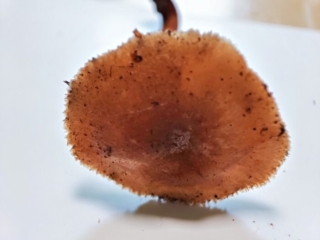 Lentinus arcularius &ndash; Weitl&ouml;cheriger Stielporling, typisch ist der gezahnte Hutrand