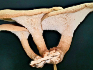 Lentinus arcularius &ndash; Weitl&ouml;cheriger Stielporling, man sieht gut die langgezogenen Poren