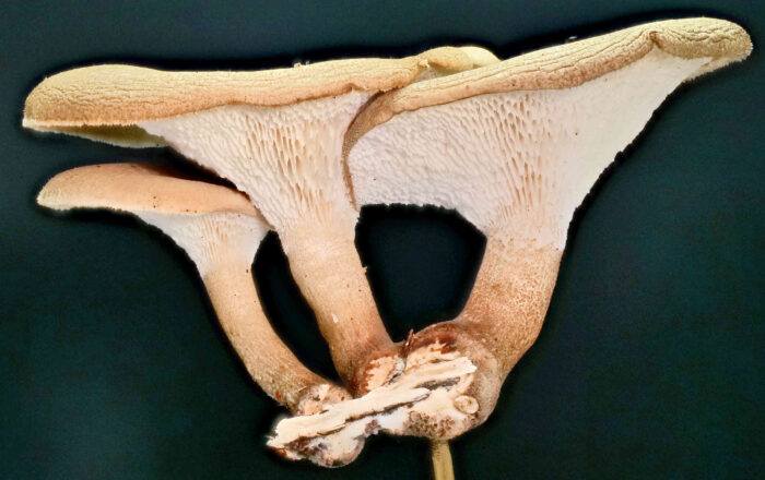 Lentinus arcularius – Weitlöcheriger Stielporling, man sieht gut die langgezogenen Poren