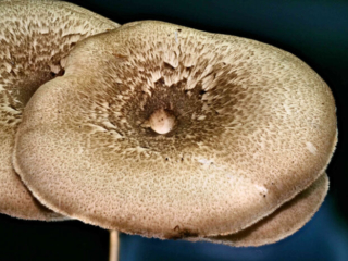 Lentinus arcularius &ndash; Weitl&ouml;cheriger Stielporling, die Hutoberseite ist markant schuppig