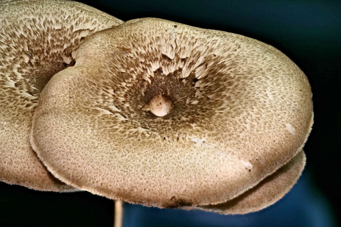 Lentinus arcularius – Weitlöcheriger Stielporling, die Hutoberseite ist markant schuppig