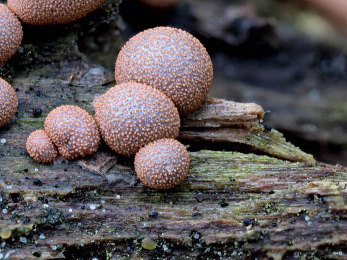 Lycogala epidendrum – Blutmilchpilz, Makroaufnahme am Standort, reife Pilze werden braun