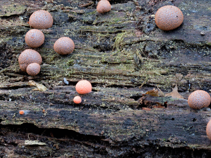 Lycogala epidendrum – Blutmilchpilz, die Pilzkörper haben 6 mm Durchmesser