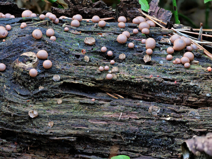 Lycogala epidendrum – Blutmilchpilz, Gruppe von heranreifenden Fruchtkörpern