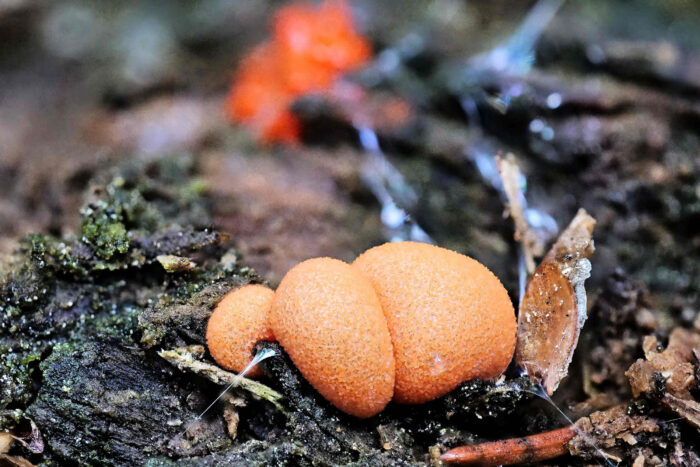 Lycogala epidendrum – Blutmilchpilz, der Pilz besitzt eine raue, strukturierte Oberfläche