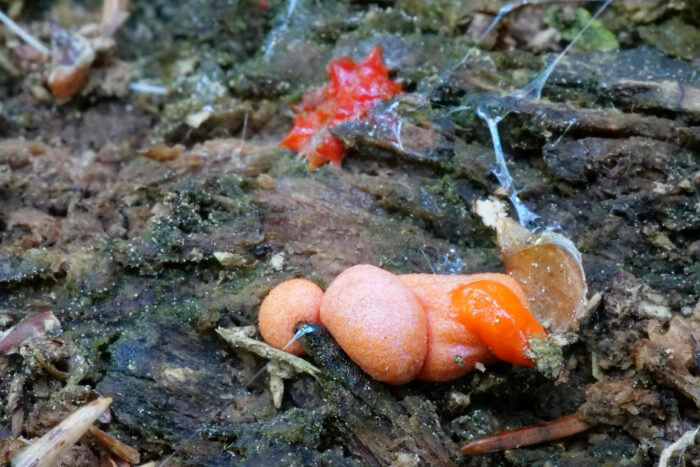 Lycogala epidendrum – Blutmilchpilz, es sind einzellige Lebewesen, welche innen einen orangeroten Saft haben