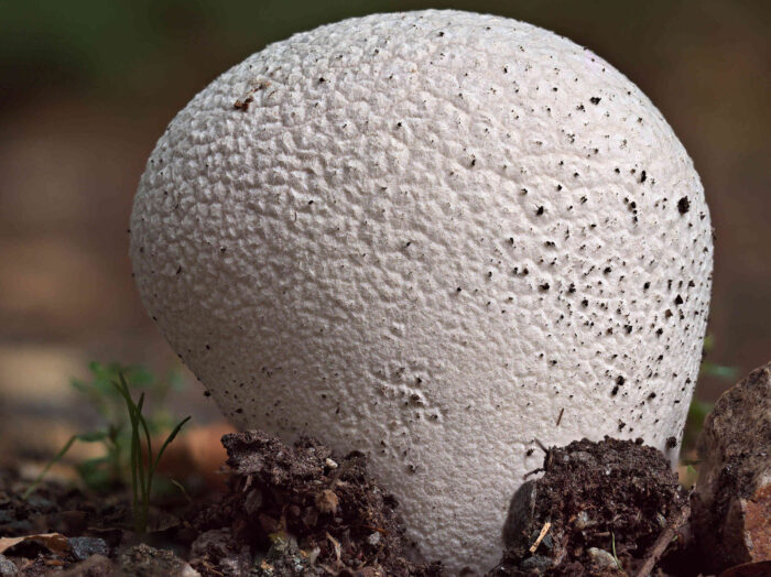 Lycoperdon utriforme – Hasen-Stäubling, die Fruchtkörper können bis 15 cm groß werden