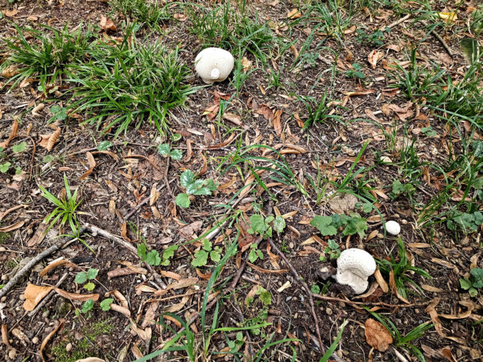 Lycoperdon utriforme – Hasen-Stäubling, die Pilze sind kugel- bis ballonförmig