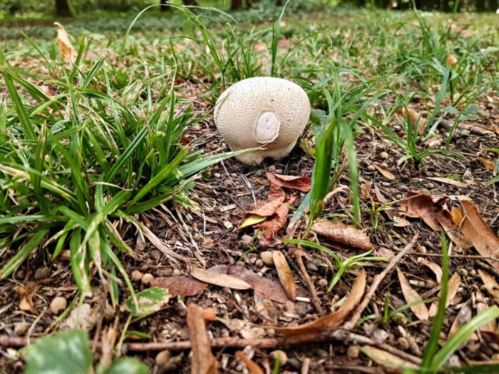 Lycoperdon utriforme – Hasen-Stäubling, die dicke Außenhaut ist gezont/warzig