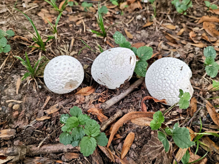 Lycoperdon utriforme – Hasen-Stäubling, typische, gezonte Muster in der Außenhaut