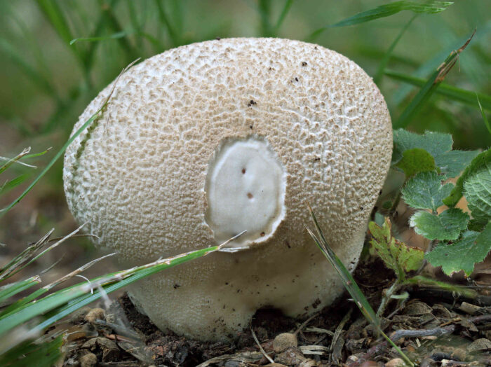 Lycoperdon utriforme – Hasen-Stäubling, typisches, sehr schönes Exemplar