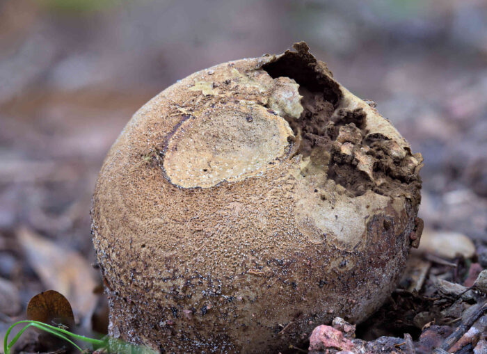 Lycoperdon utriforme – Hasen-Stäubling, das Innere wird im reifen Zustand zu braunem Sporenpulver