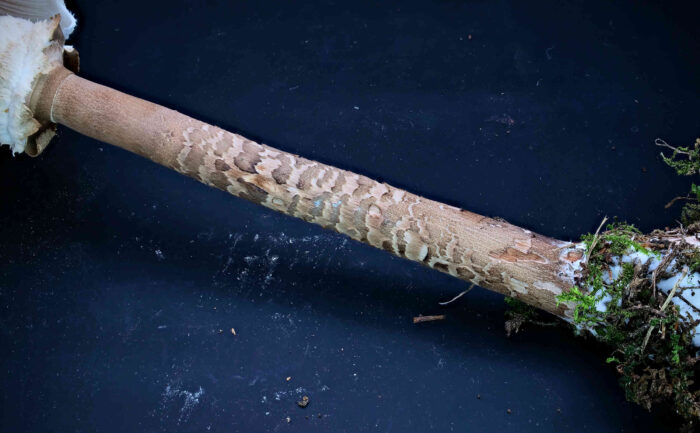 Macrolepiota procera – Gemeiner Riesenschirmling, Parasol, typisch ist der genatterte Stiel