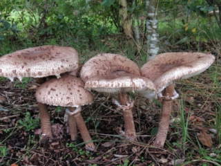 Macrolepiota procera &ndash; Gemeiner Riesenschirmling, Parasol, Gruppe fast ausgewachsener Pilze