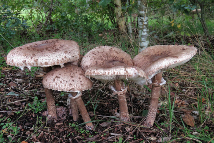 Macrolepiota procera – Gemeiner Riesenschirmling, Parasol, Gruppe fast ausgewachsener Pilze