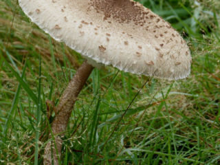 Macrolepiota procera &ndash; Gemeiner Riesenschirmling, Parasol, die H&uuml;te k&ouml;nnen bis 35 cm breit werden