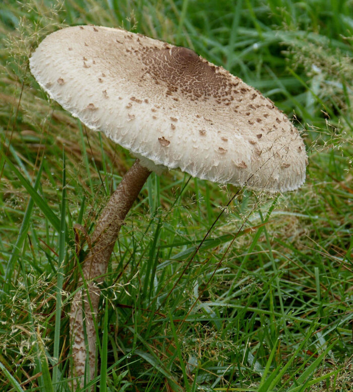 Macrolepiota procera – Gemeiner Riesenschirmling, Parasol, die Hüte können bis 35 cm breit werden