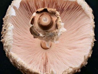 Macrolepiota procera &ndash; Gemeiner Riesenschirmling, Parasol, die jung leicht rosa Lamellen werden in einem Ring nahe am Steil zusammengefasst