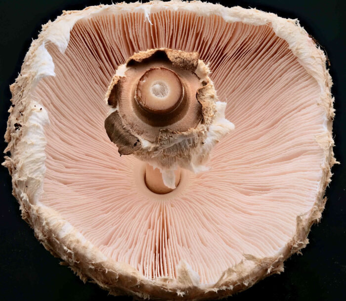 Macrolepiota procera – Gemeiner Riesenschirmling, Parasol, die jung leicht rosa Lamellen werden in einem Ring nahe am Steil zusammengefasst