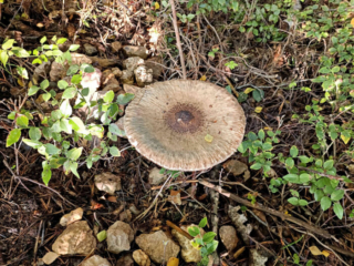 Macrolepiota procera &ndash; Gemeiner Riesenschirmling, Parasol, in der Hutmitte verbleibt immer ein kleiner, dunkler Buckel