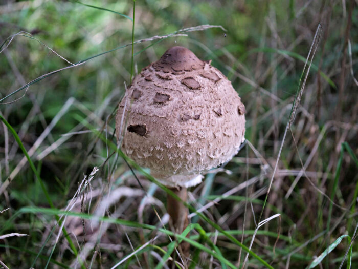 Macrolepiota procera – Gemeiner Riesenschirmling, Parasol, junges Exemplar