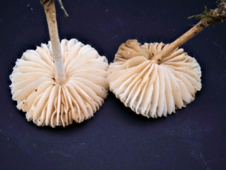 Marasmius oreades &ndash; Nelken-Schwindling, typisch sind die dicken, weit stehenden Lamellen