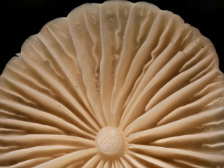 Marasmius oreades &ndash; Nelken-Schwindling, Makroaufnahme mit Blick auf den Hutboden und die Lamellen