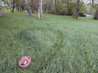 Marasmius oreades &ndash; Nelken-Schwindling, w&auml;chst gerne in Hexenringen im Gras