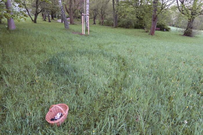 Marasmius oreades – Nelken-Schwindling, wächst gerne in Hexenringen im Gras