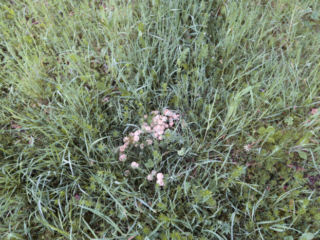 Marasmius oreades &ndash; Nelken-Schwindling, die Pilze wachsen meist gesellig