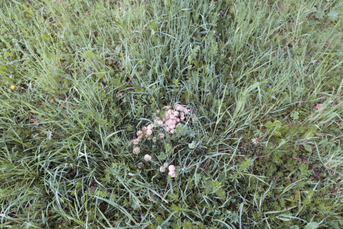 Marasmius oreades – Nelken-Schwindling, die Pilze wachsen meist gesellig