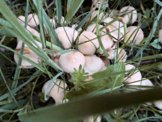 Marasmius oreades &ndash; Nelken-Schwindling, taufrische Exemplare, genau richtig f&uuml;r die Pfanne