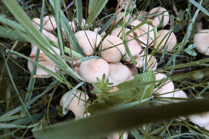 Marasmius oreades – Nelken-Schwindling, taufrische Exemplare, genau richtig für die Pfanne