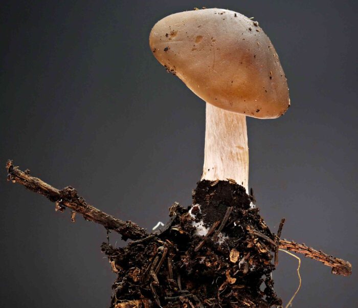 Melanoleuca cognata – Frühlings-Weichritterling, die Hüte sind gognacfarben bis braun
