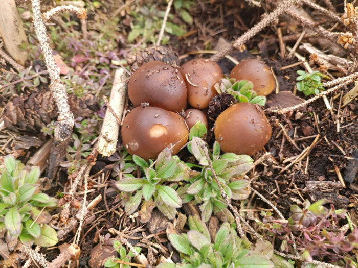 Melanoleuca cognata – Frühlings-Weichritterling, diese Pilze sind essbar