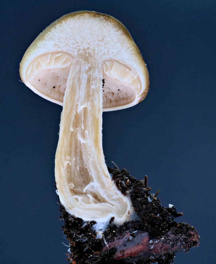 Melanoleuca cognata – Frühlings-Weichritterling, Schnittbild