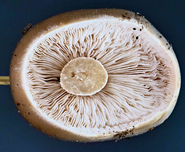 Melanoleuca cognata – Frühlings-Weichritterling, die Lamellen stehen dicht gedrängt und könne gegabelt sein