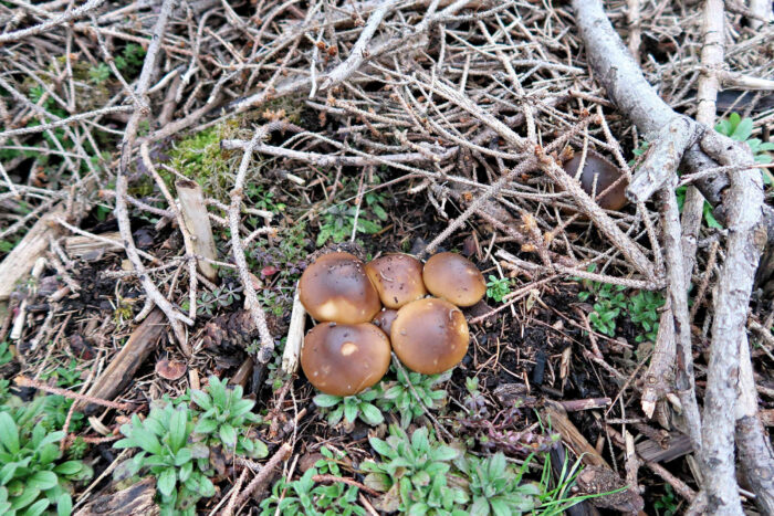 Melanoleuca cognata – Frühlings-Weichritterling, schöne Gruppe auf Resten von Fichte