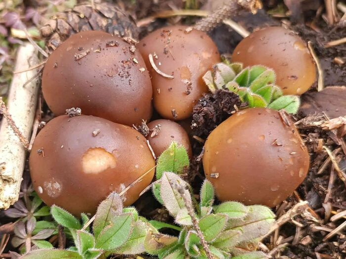 Melanoleuca cognata – Frühlings-Weichritterling, sind Saprobionten, welche im zeitigen Frühjahr erscheinen