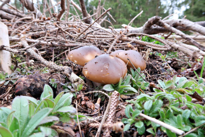 Melanoleuca cognata – Frühlings-Weichritterling, typische Vertreter ihrer Art