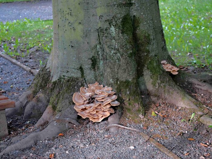 Meripilus giganteus – Riesenporling, sind Parasiten, welche das Absterben der Wirte verursachen