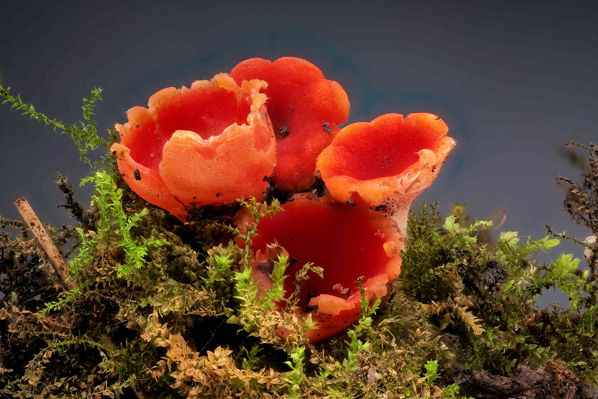 Microstoma protractum – Eingerissener Tulpenbecher