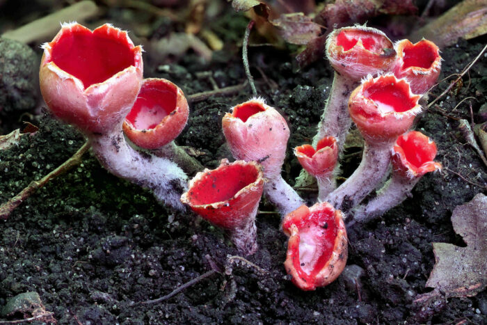 Microstoma protractum – Eingerissener Tulpenbecher, die Pilze wachsen meist büschelig