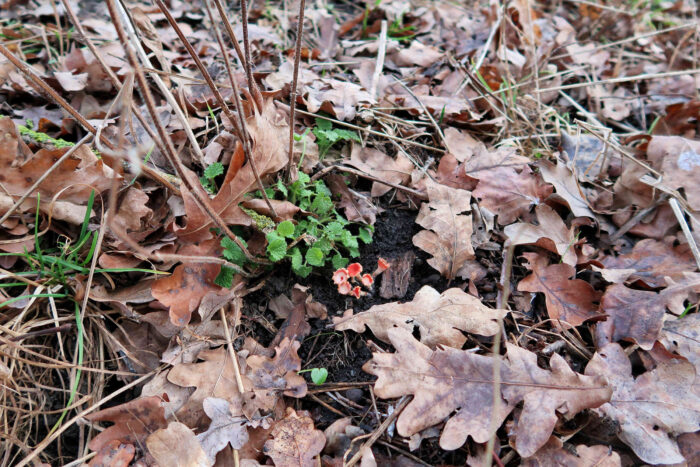 Microstoma protractum – Eingerissener Tulpenbecher, unter dem Laub trotz ihrer orangeroten Farbe schwer zu finden