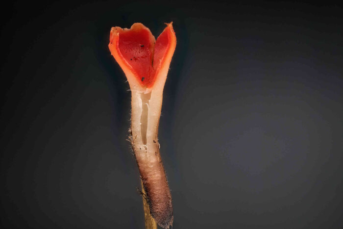 Microstoma protractum – Eingerissener Tulpenbecher, das Schnittbild zeigt den hohlen Stiel